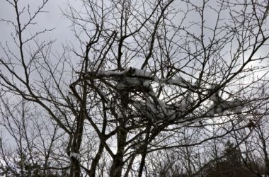 クマダナを初めて目にされる方が多かったです