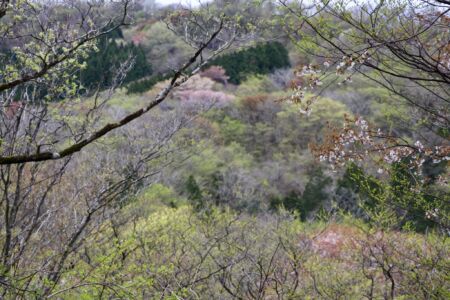 桜がまだ残っていました。
きっと満開の頃はきれいでしょうねぇ