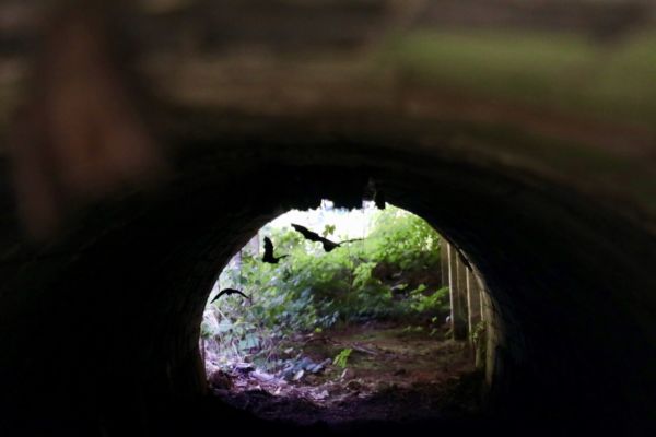 管を覗くとコウモリいっぱい・・・( ̄▽ ̄;)